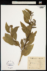 Image of Solanum argentinum