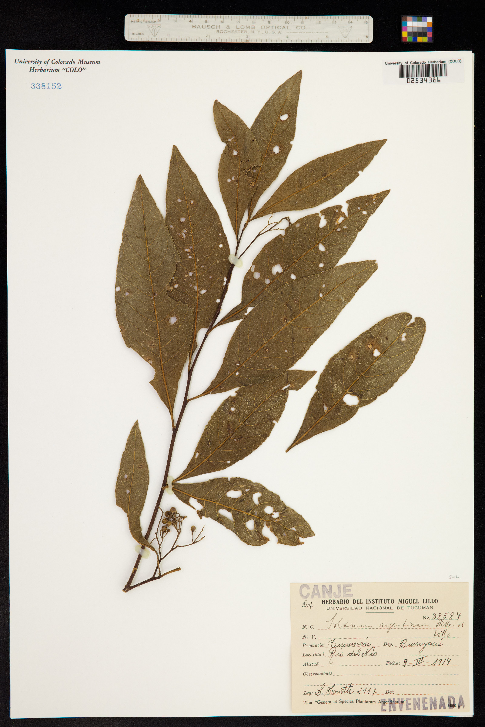 Solanum argentinum image