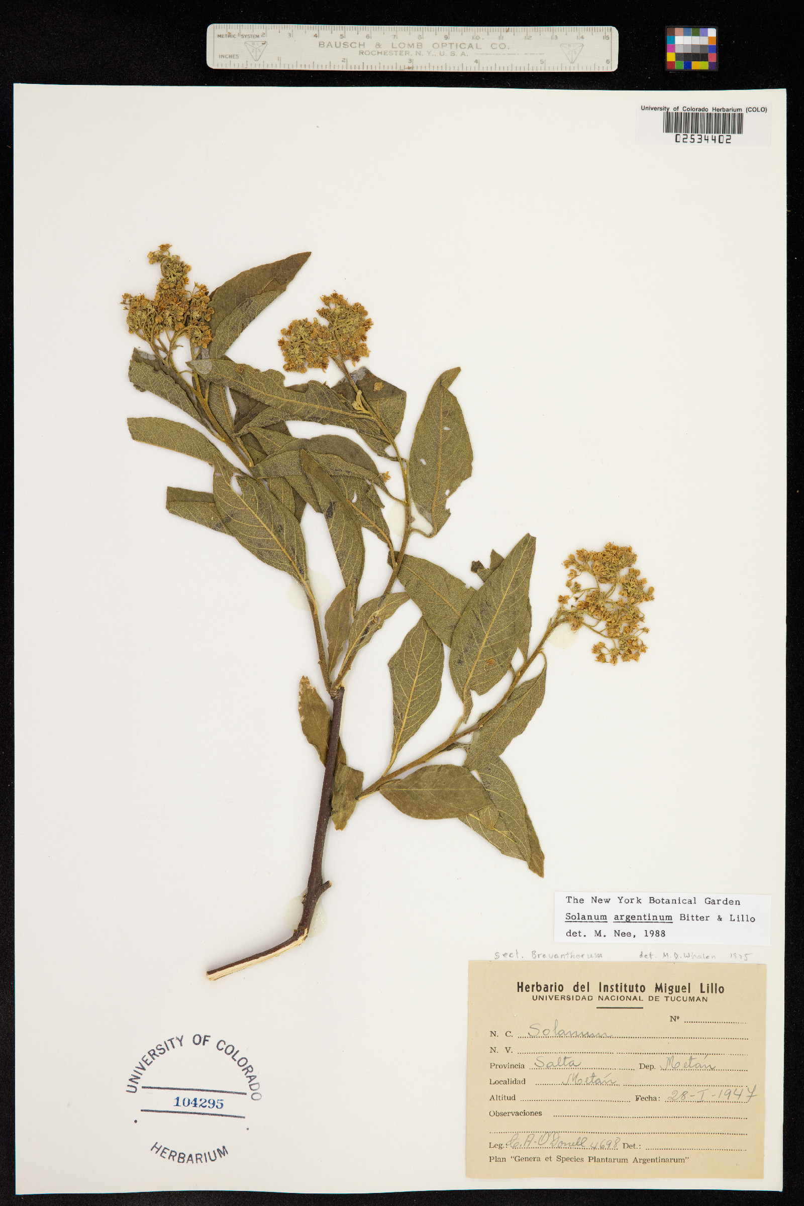 Solanum argentinum image