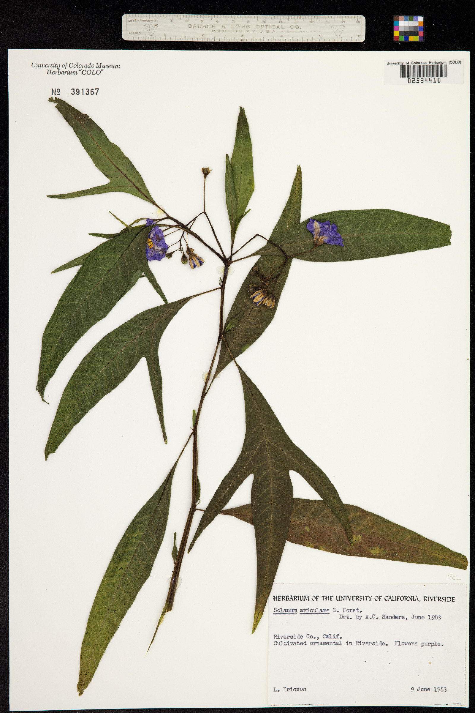 Solanum aviculare image