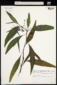 Image of Solanum aviculare