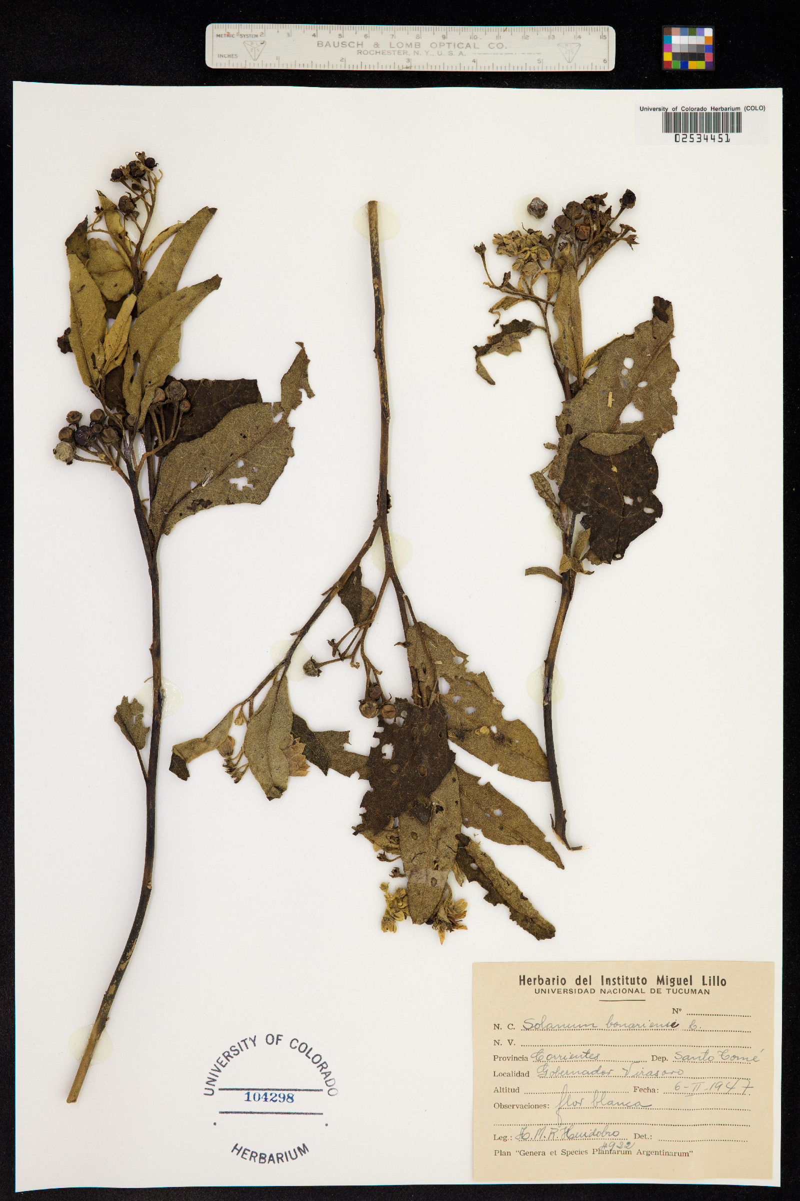 Solanum bonariense image