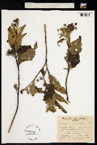 Image of Solanum bonariense