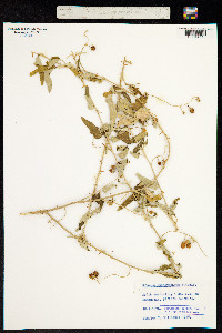 Solanum chenopodinum image