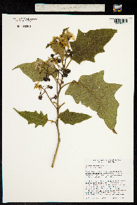 Solanum consimile image