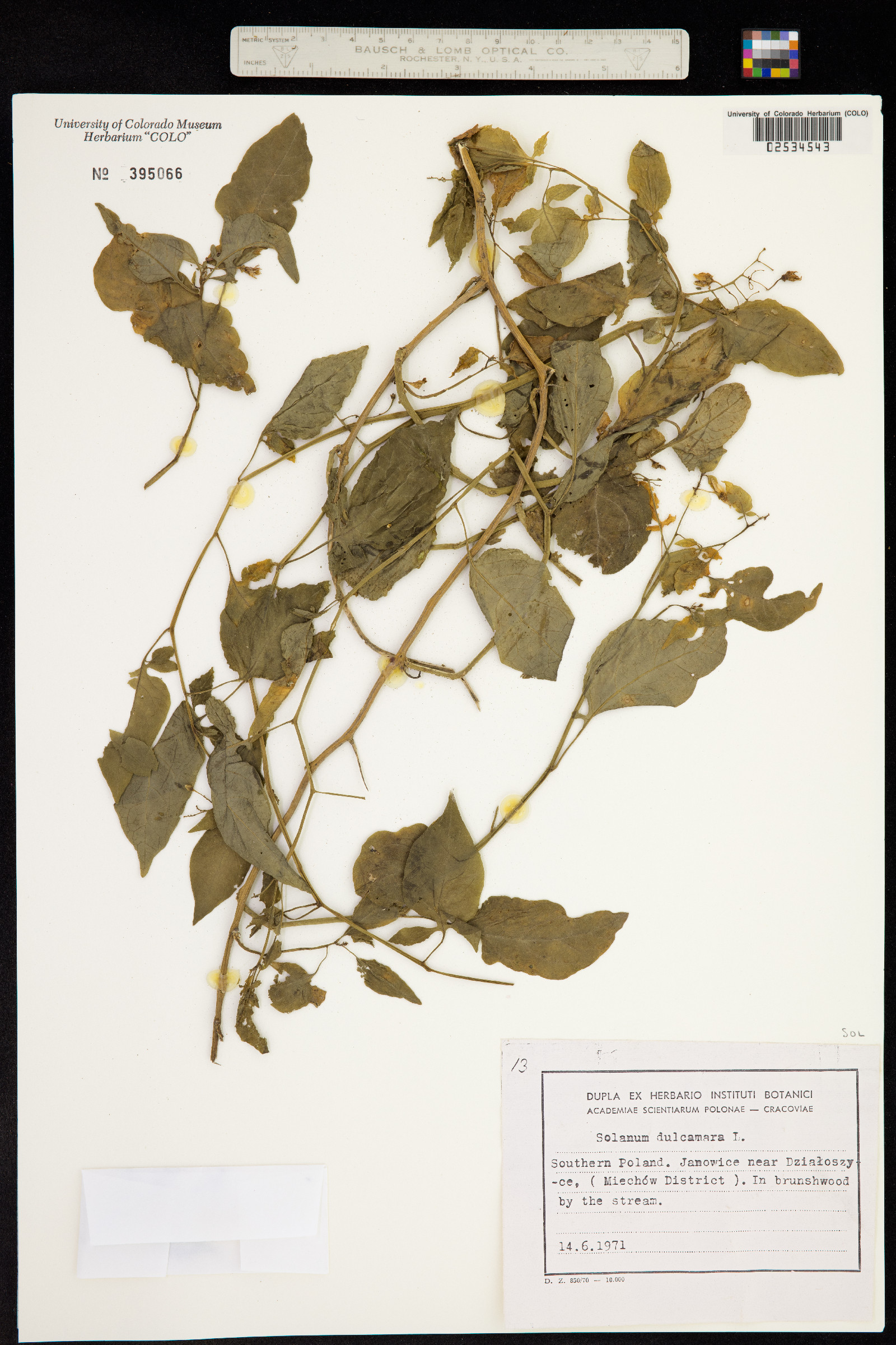 Solanum dulcamara image