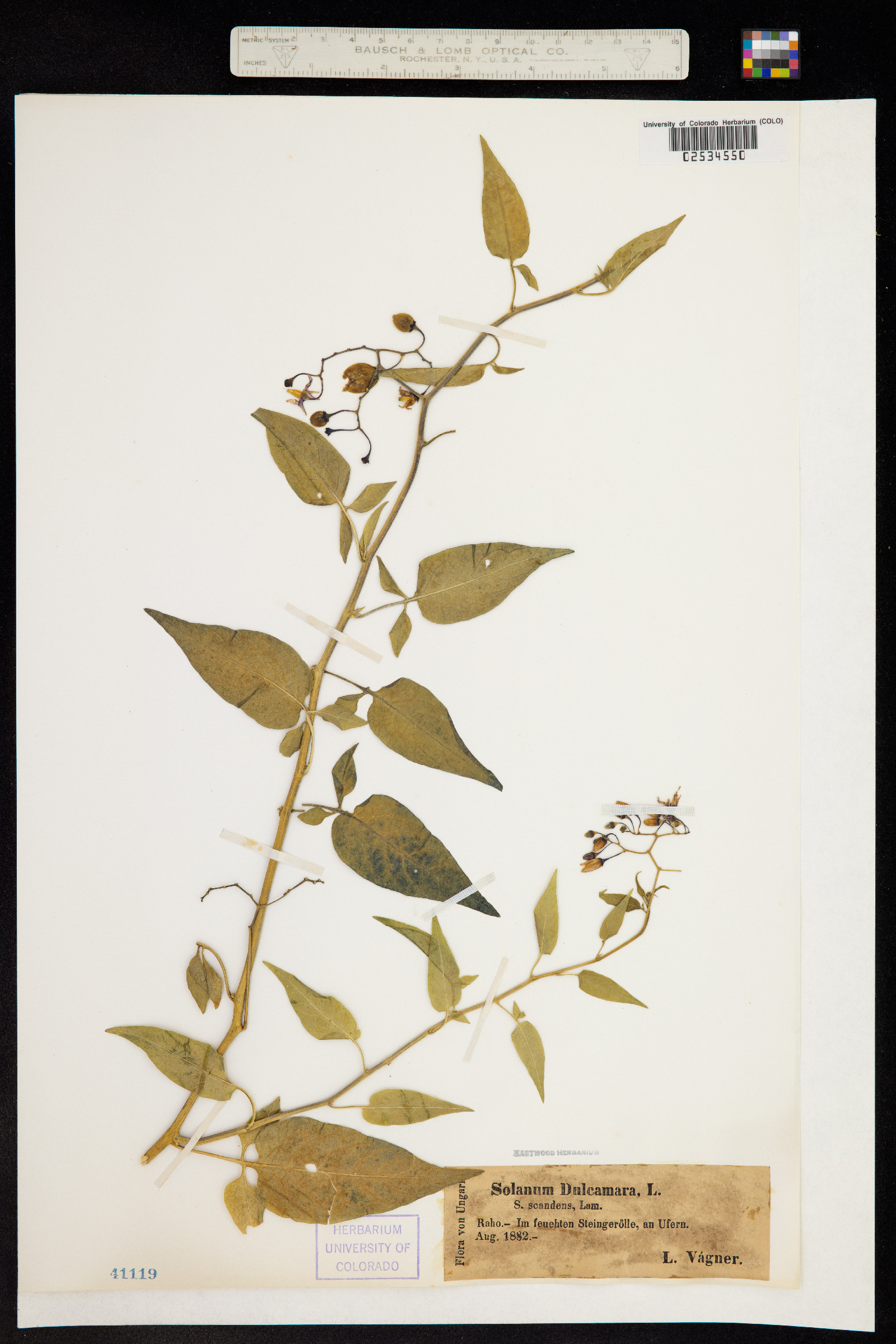 Solanum dulcamara image