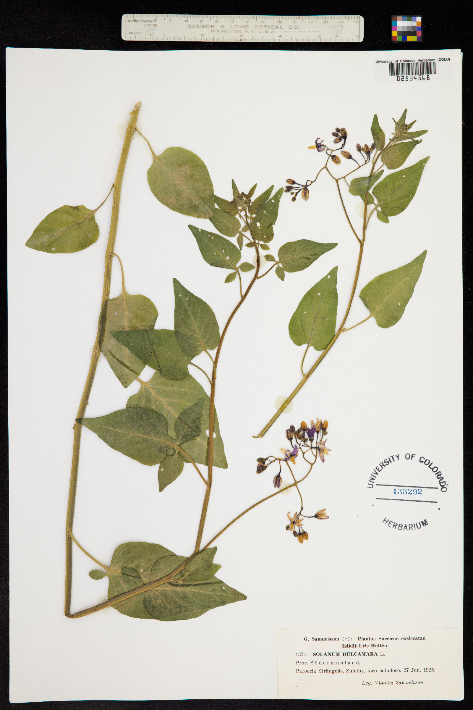 Solanum dulcamara image