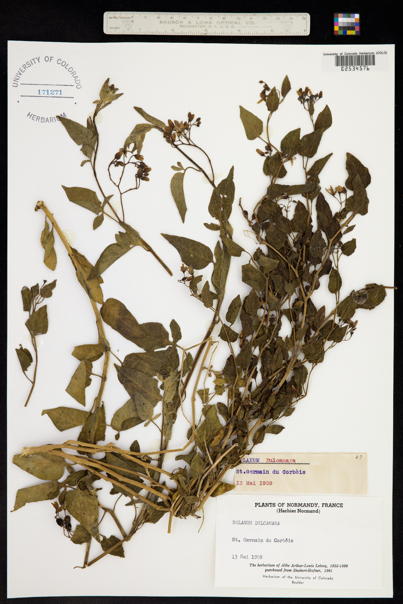 Solanum dulcamara image