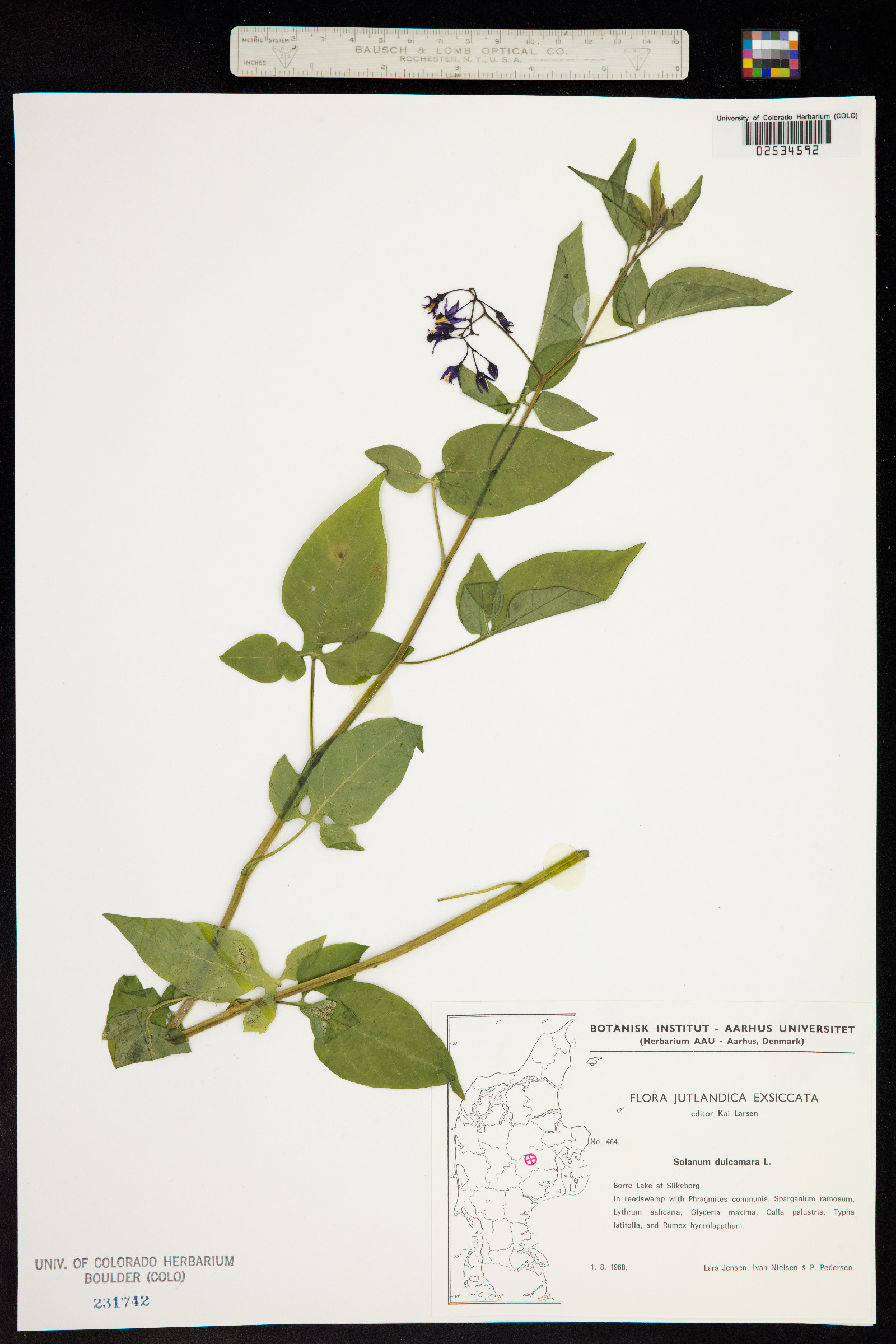 Solanum dulcamara image