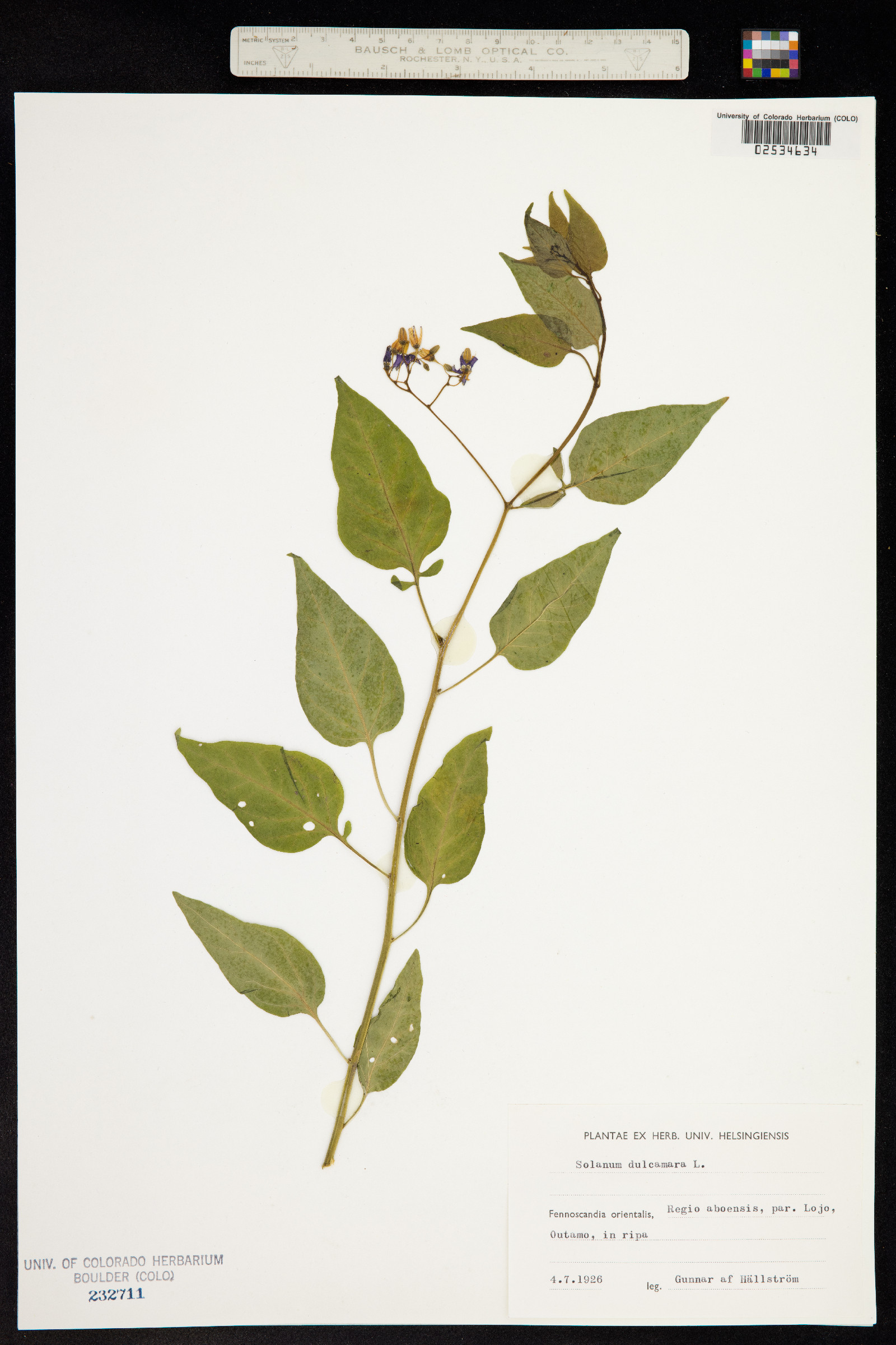 Solanum dulcamara image