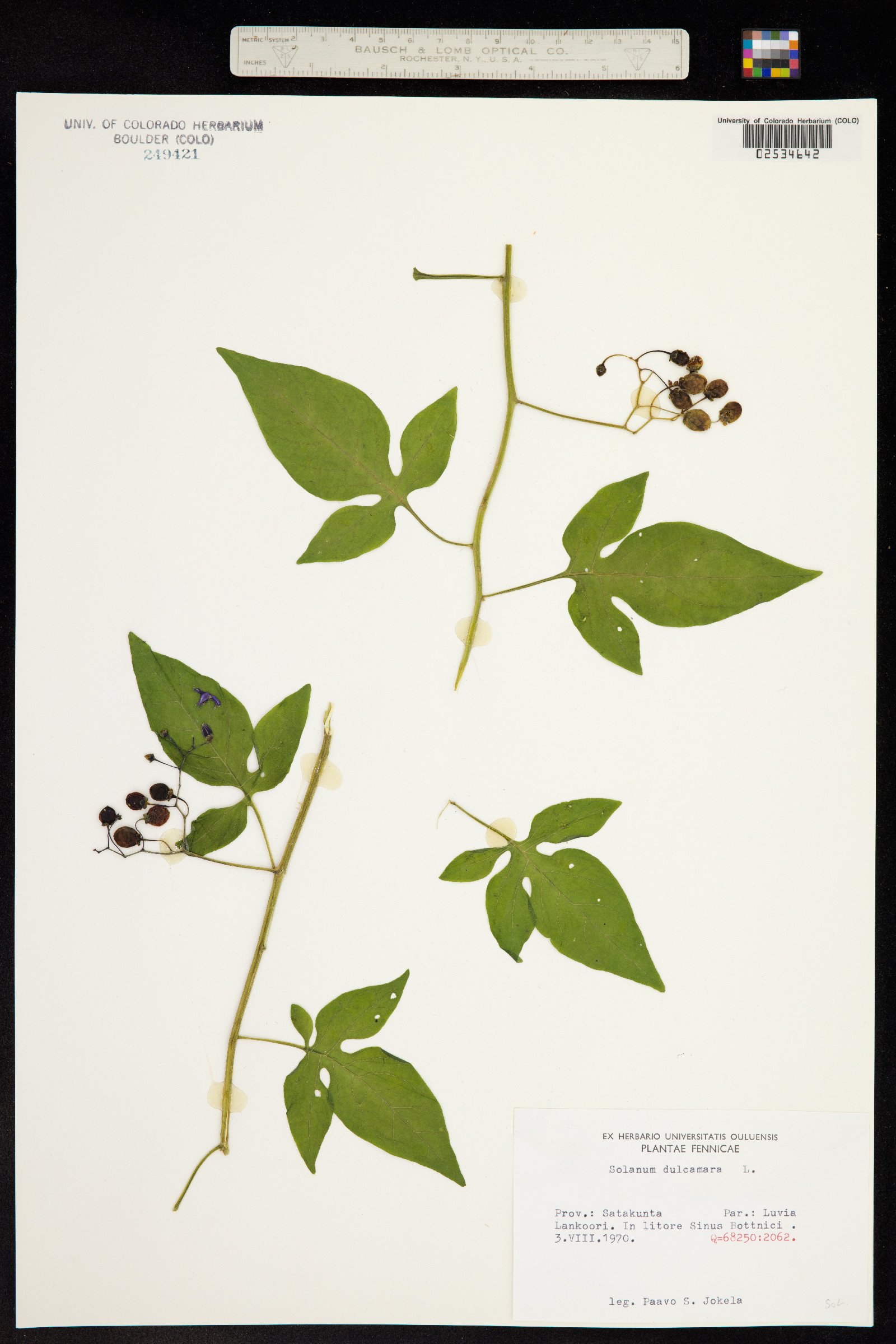 Solanum dulcamara image