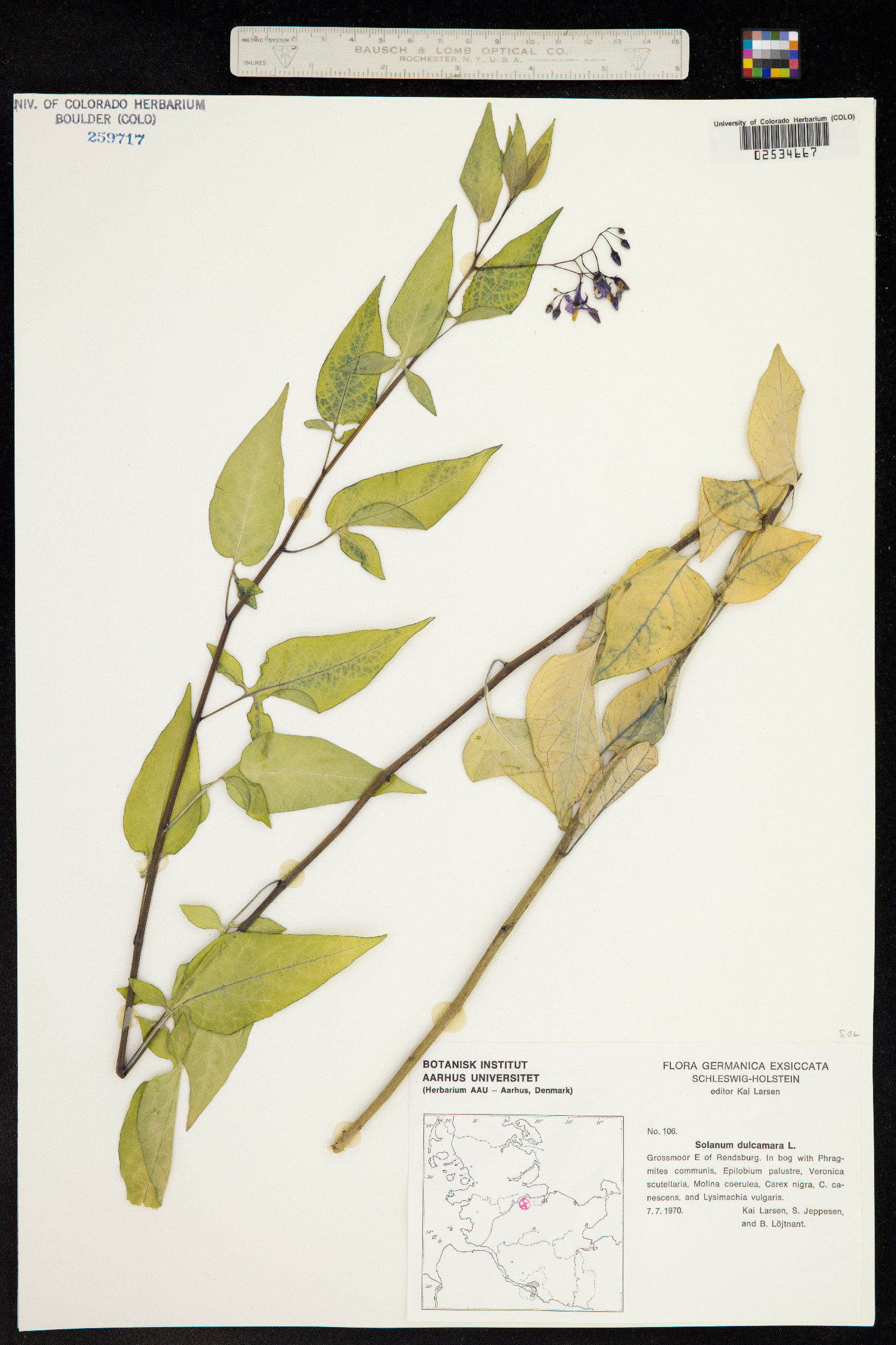 Solanum dulcamara image
