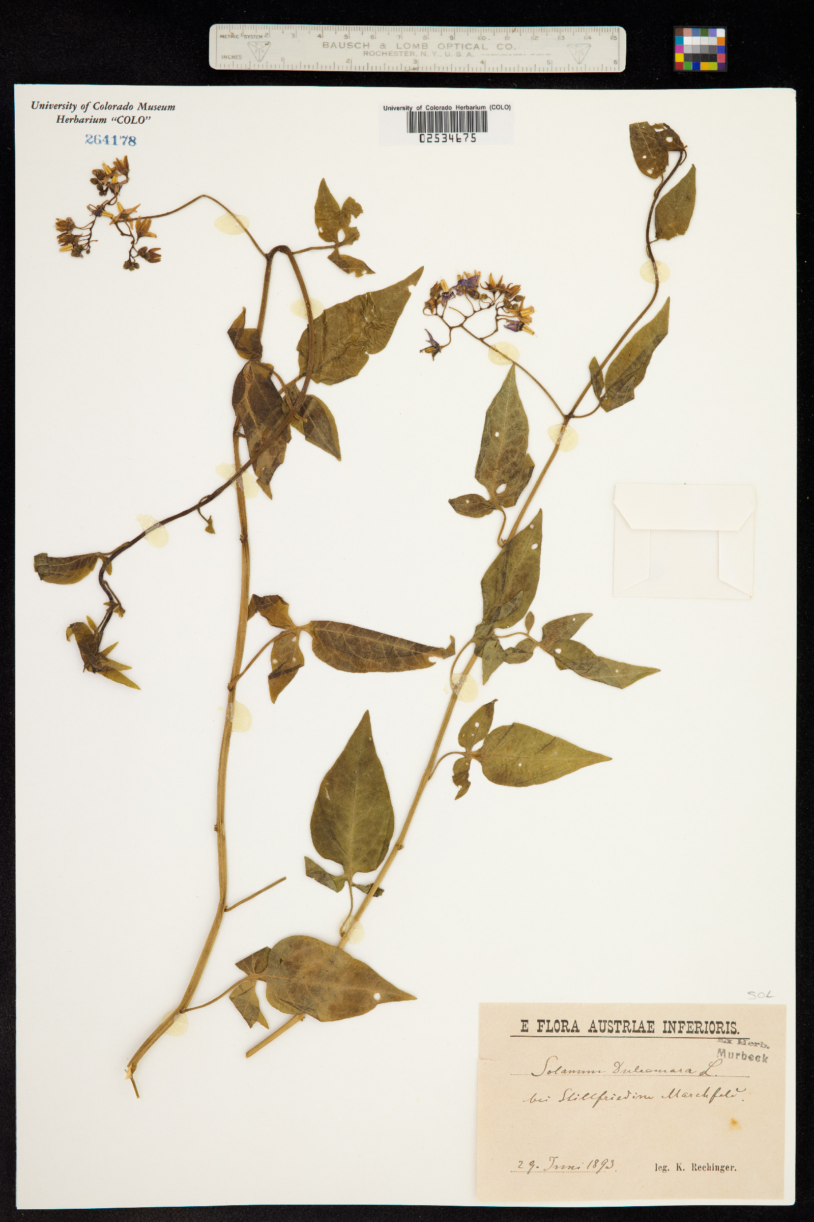 Solanum dulcamara image