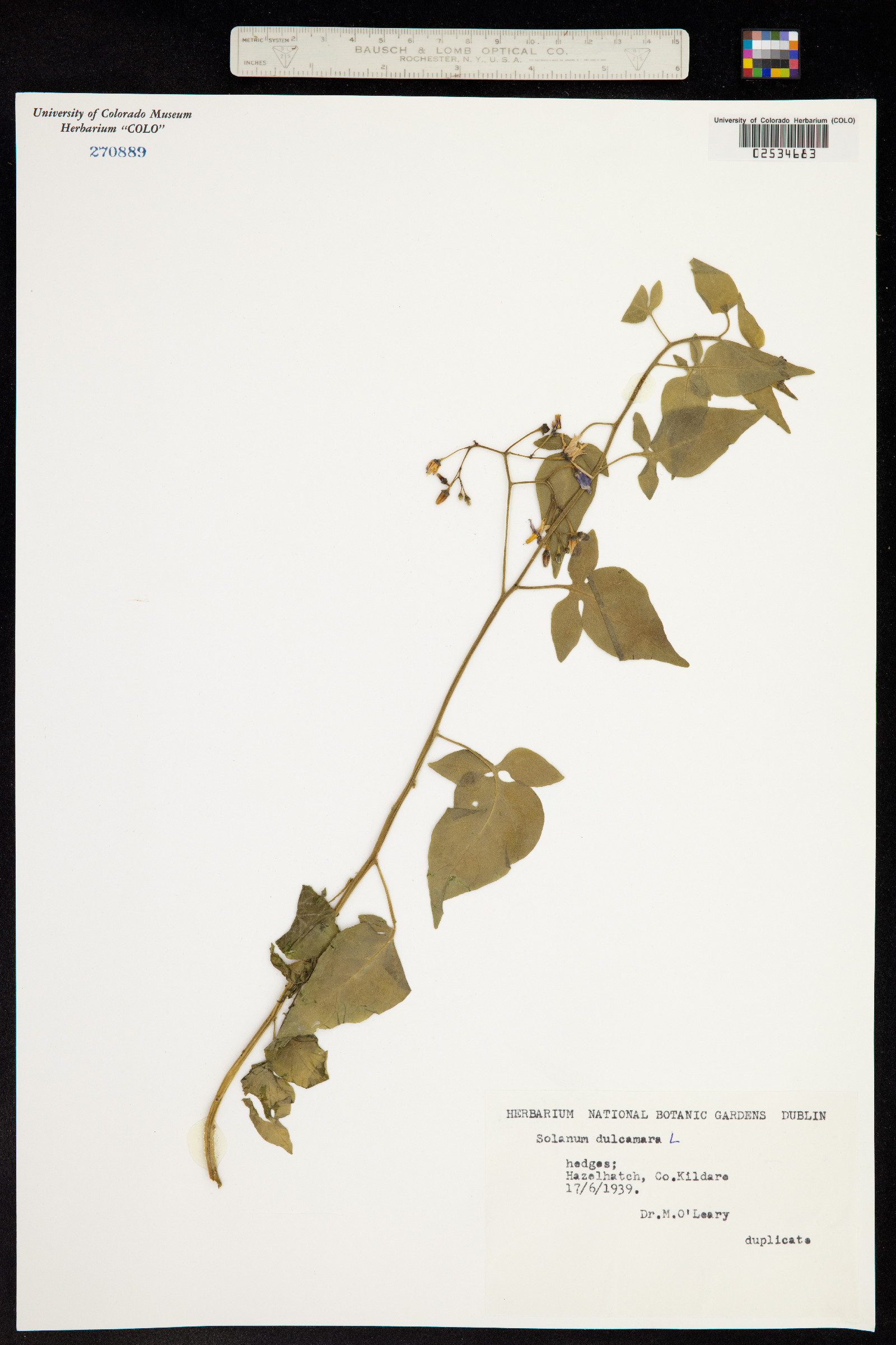 Solanum dulcamara image