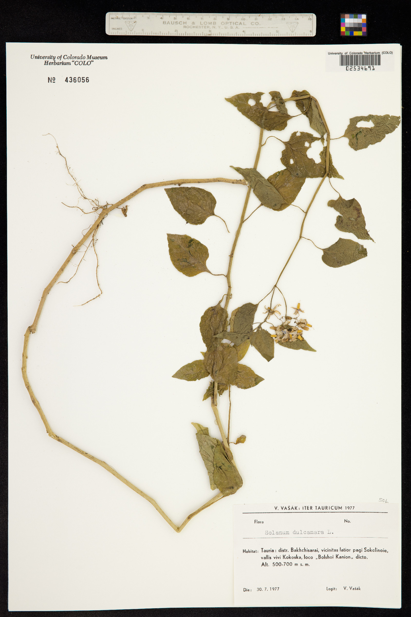 Solanum dulcamara image