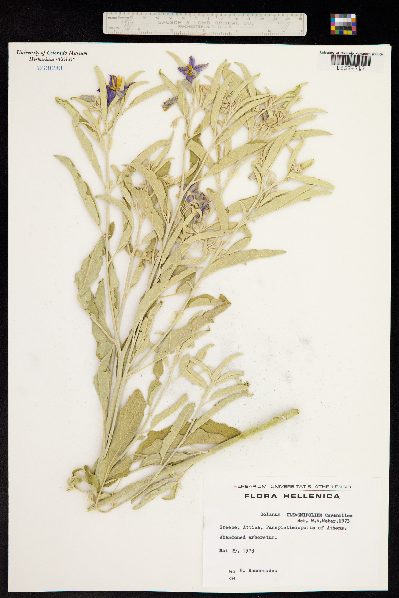 Solanum elaeagnifolium image