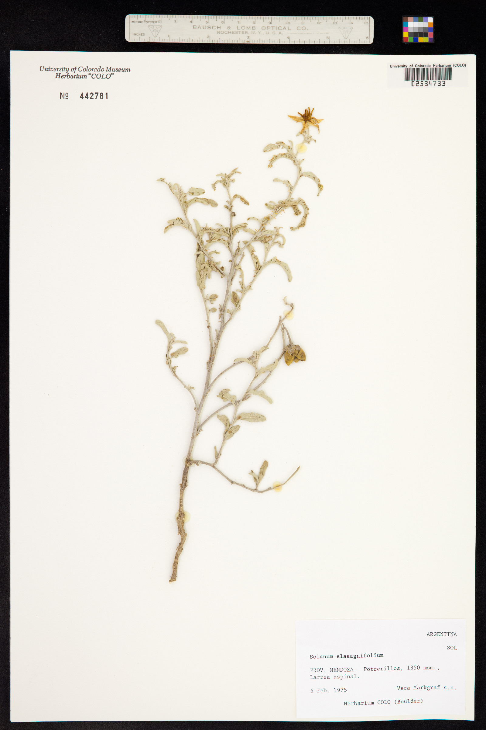 Solanum elaeagnifolium image