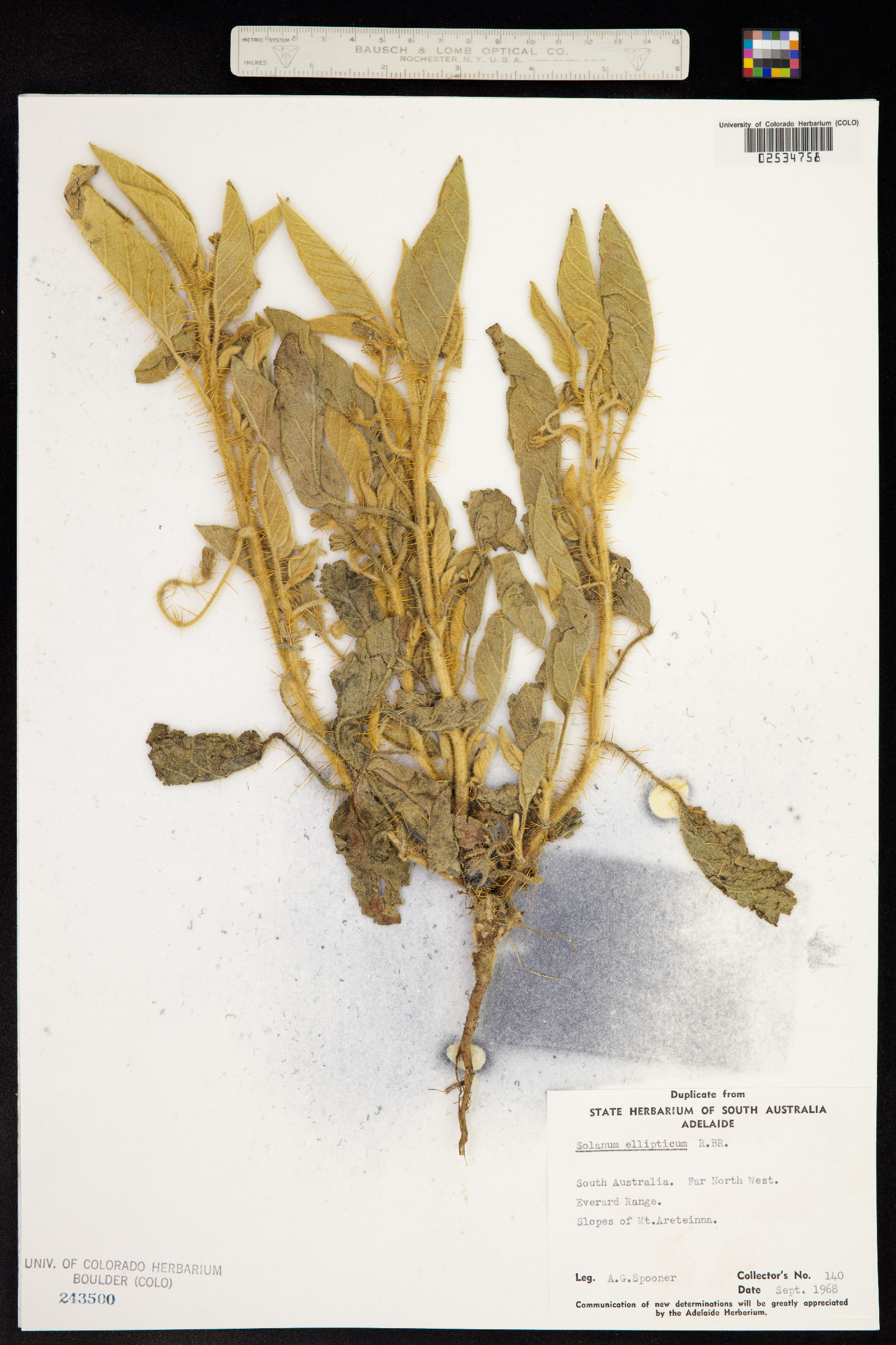 Solanum ellipticum image