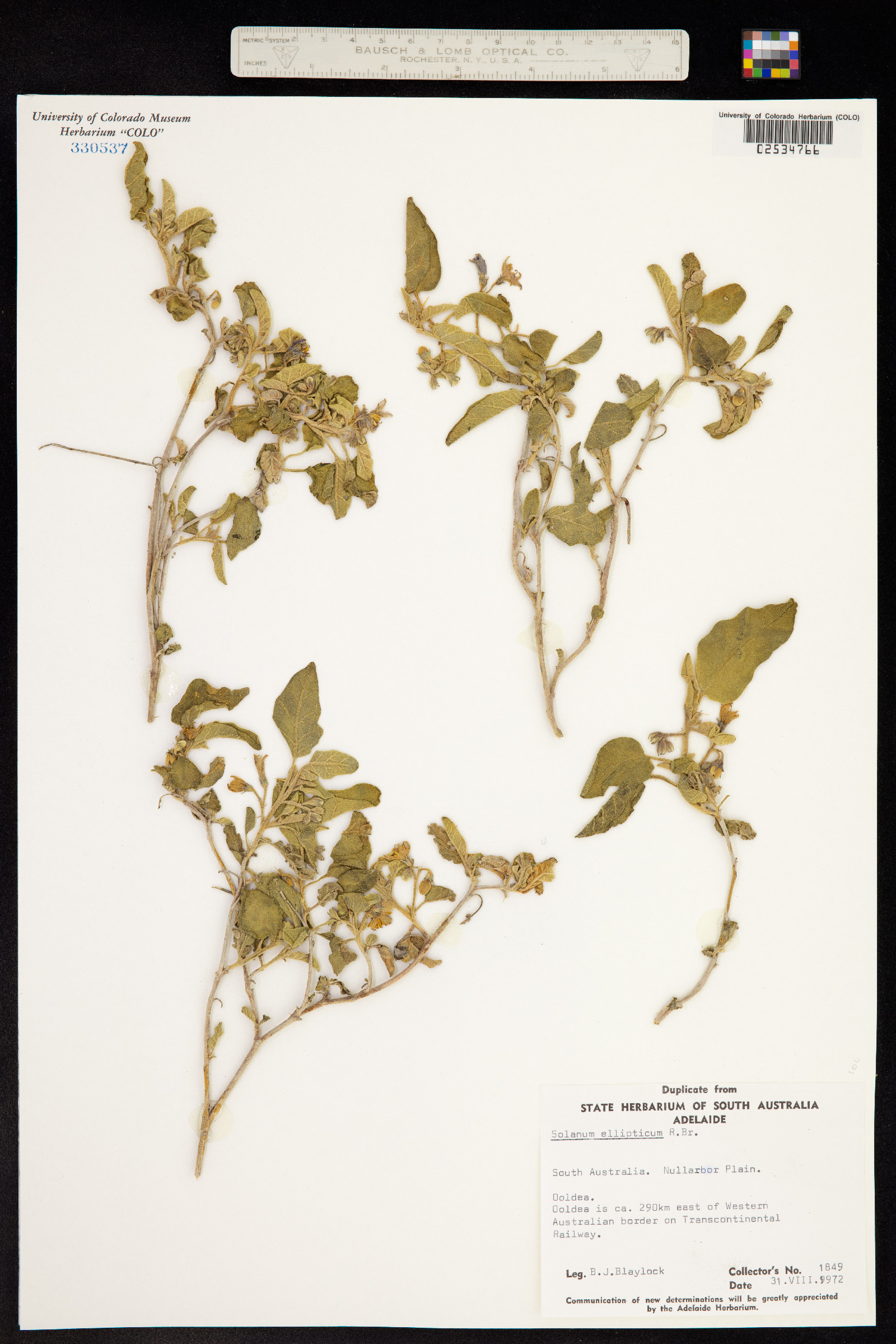 Solanum ellipticum image