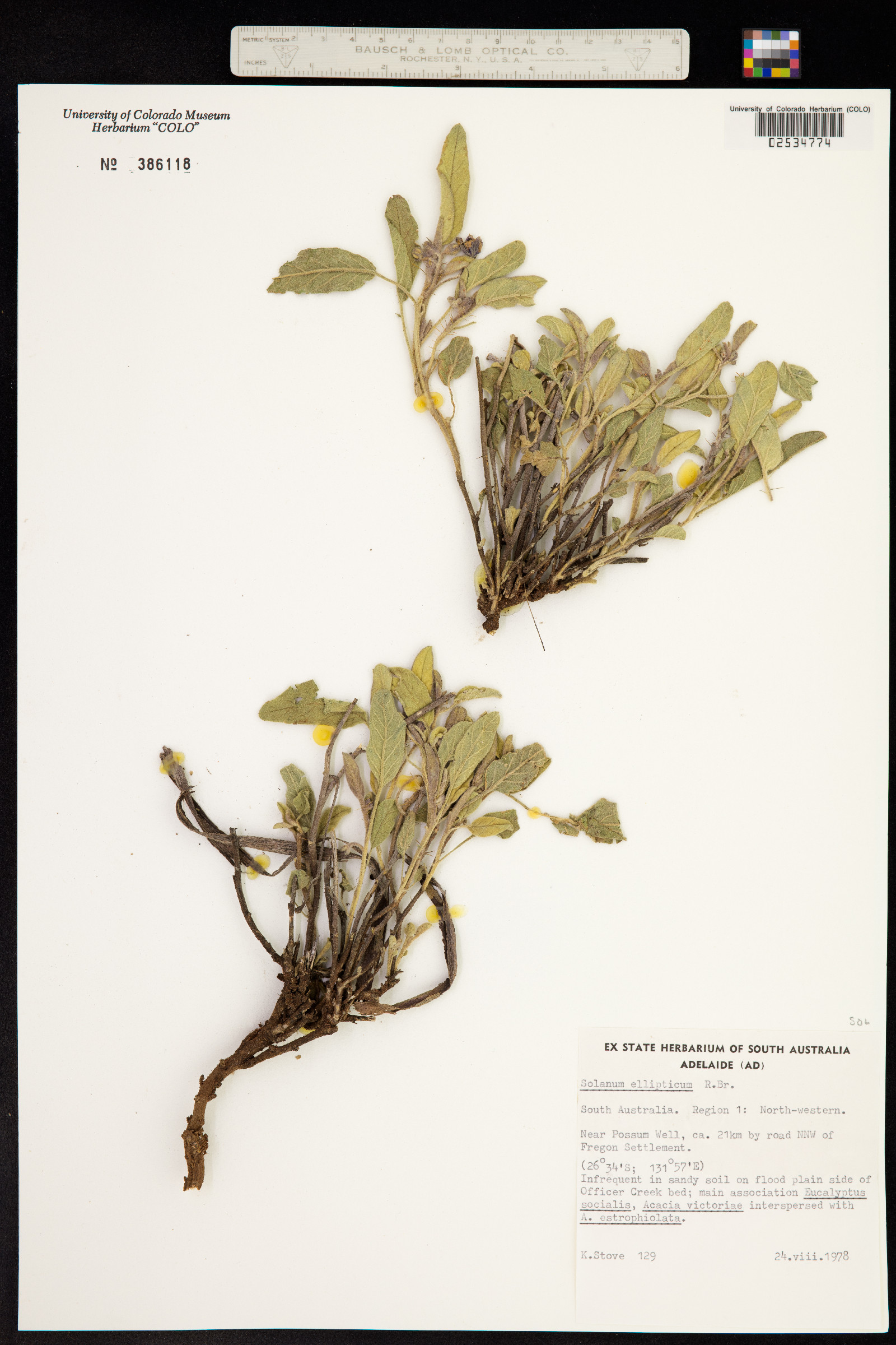 Solanum ellipticum image