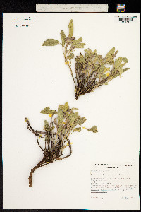 Solanum ellipticum image