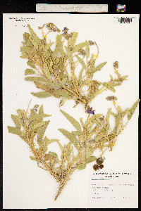 Solanum ellipticum image