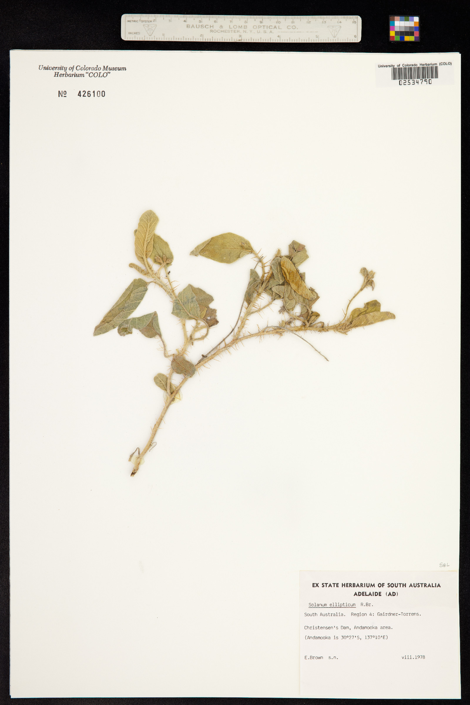 Solanum ellipticum image