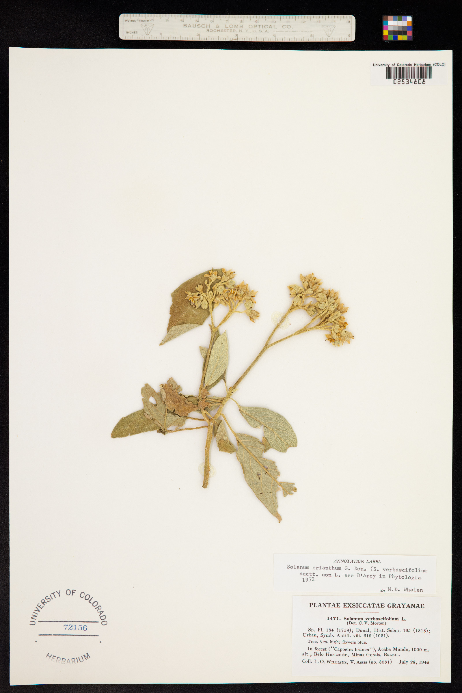 Solanum erianthum image