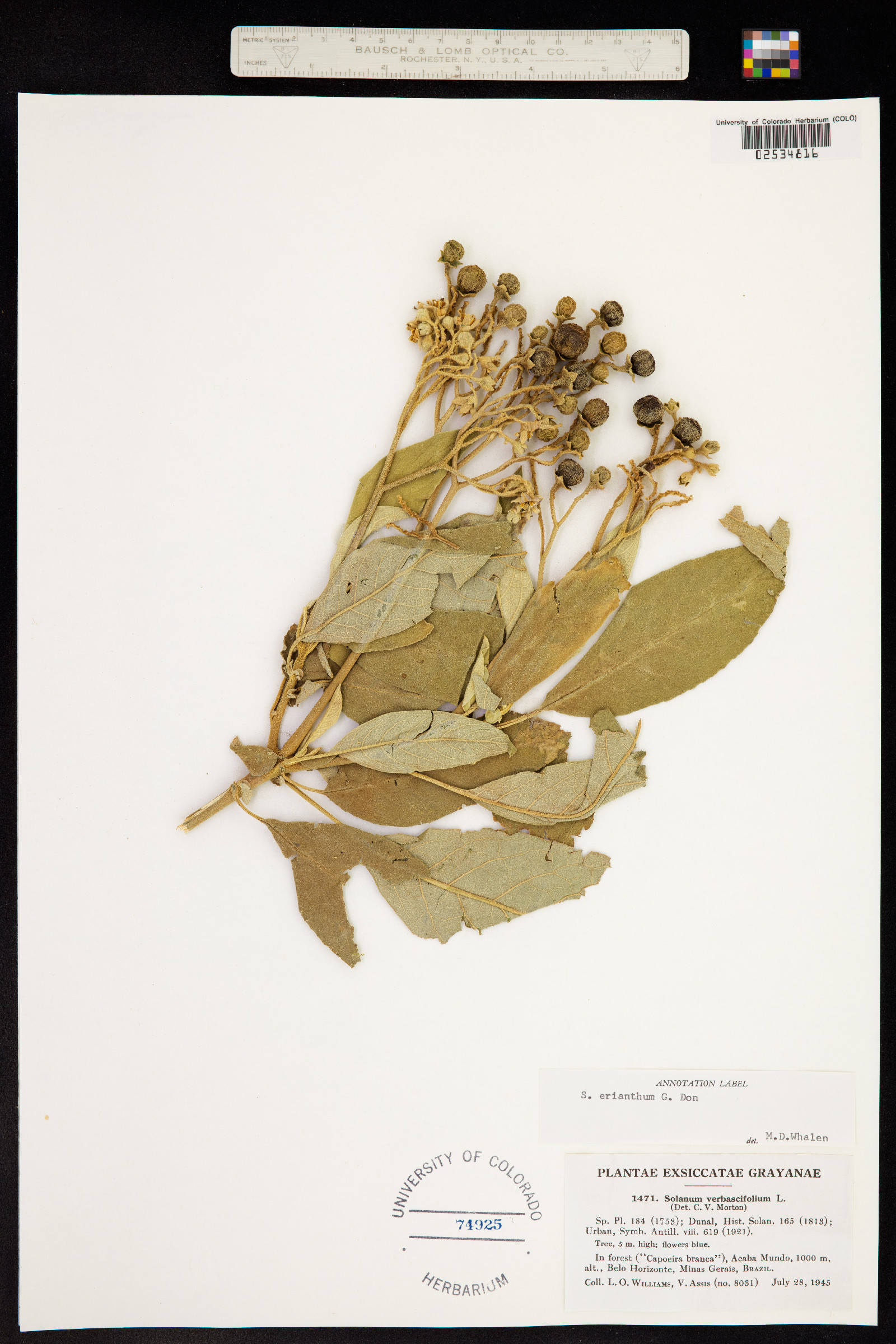 Solanum erianthum image