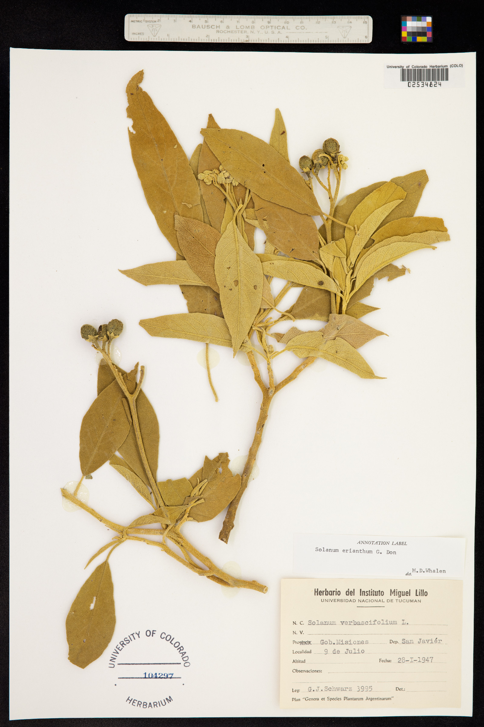 Solanum erianthum image