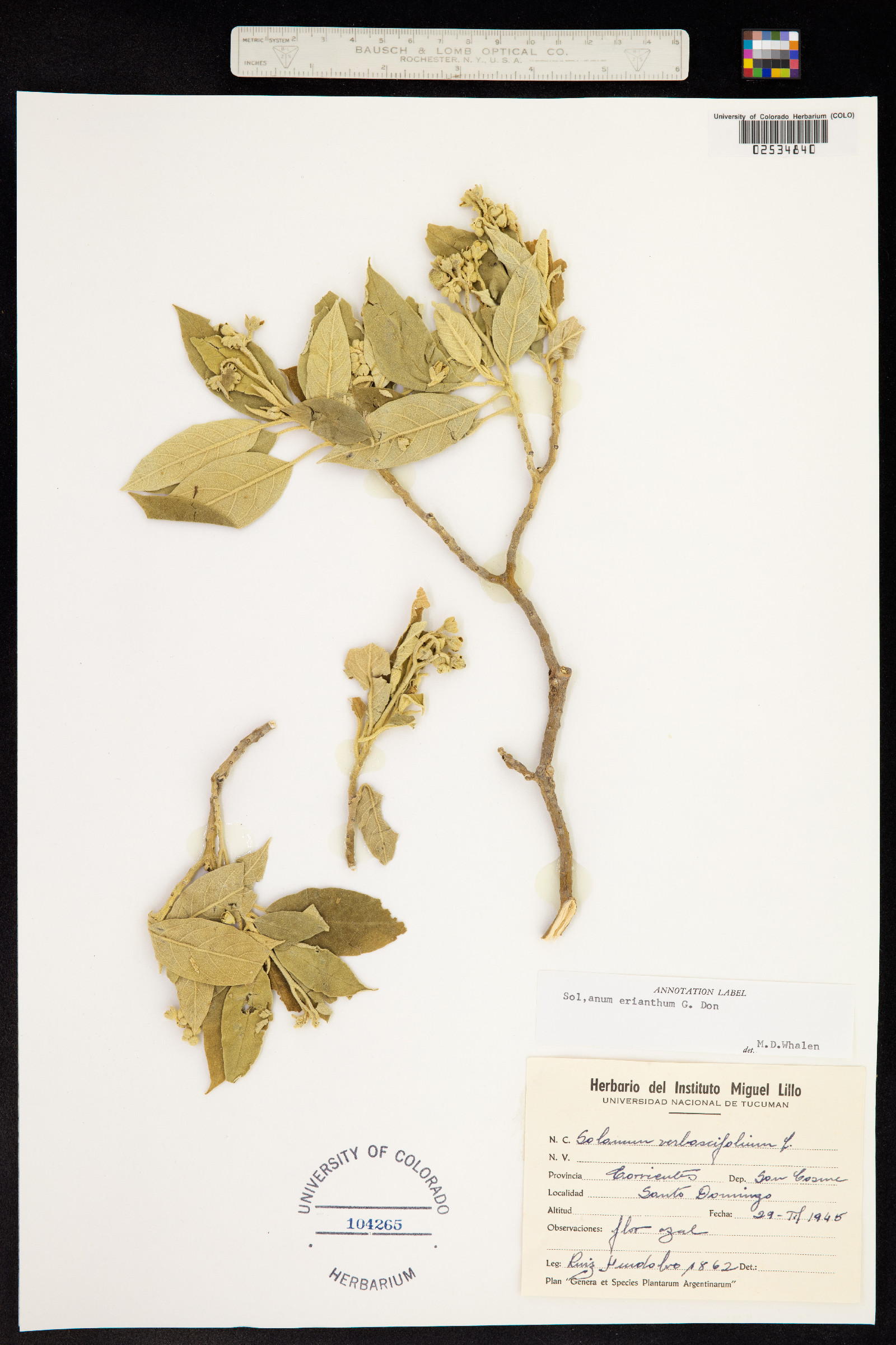 Solanum erianthum image
