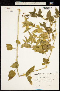 Solanum persicum image