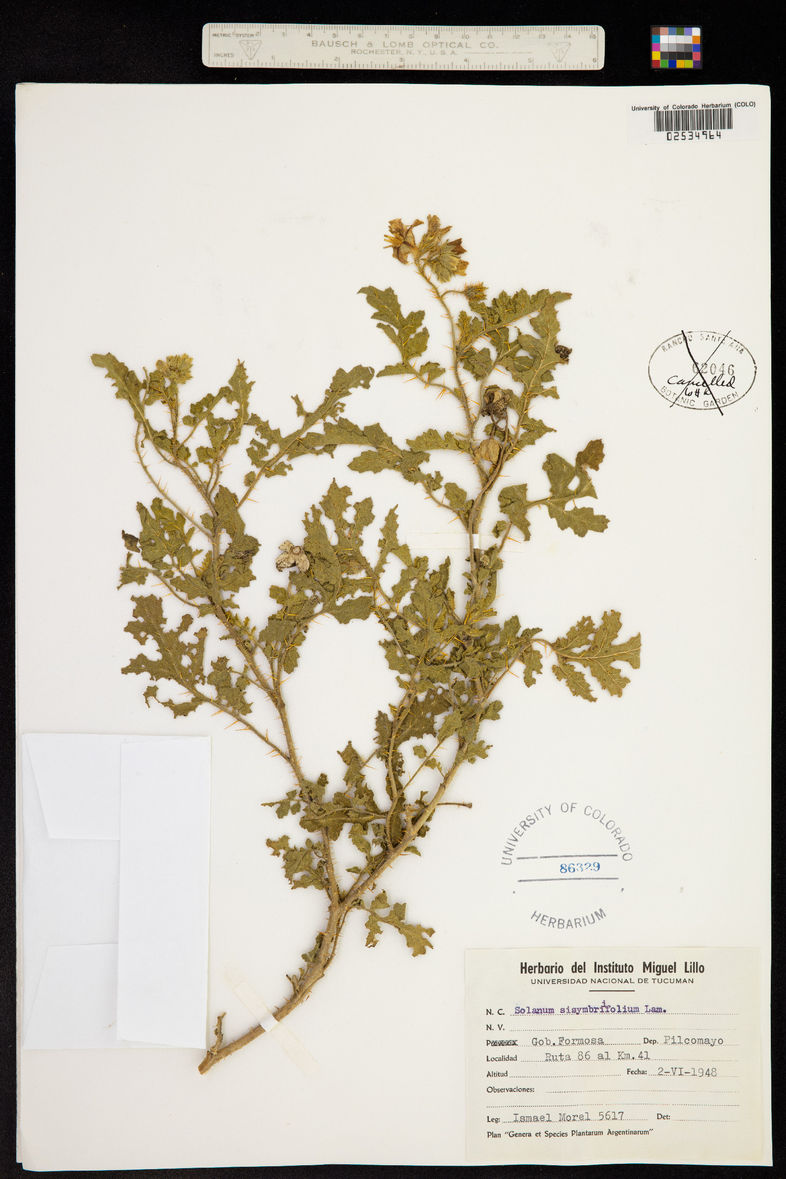 Solanum sisymbriifolium image