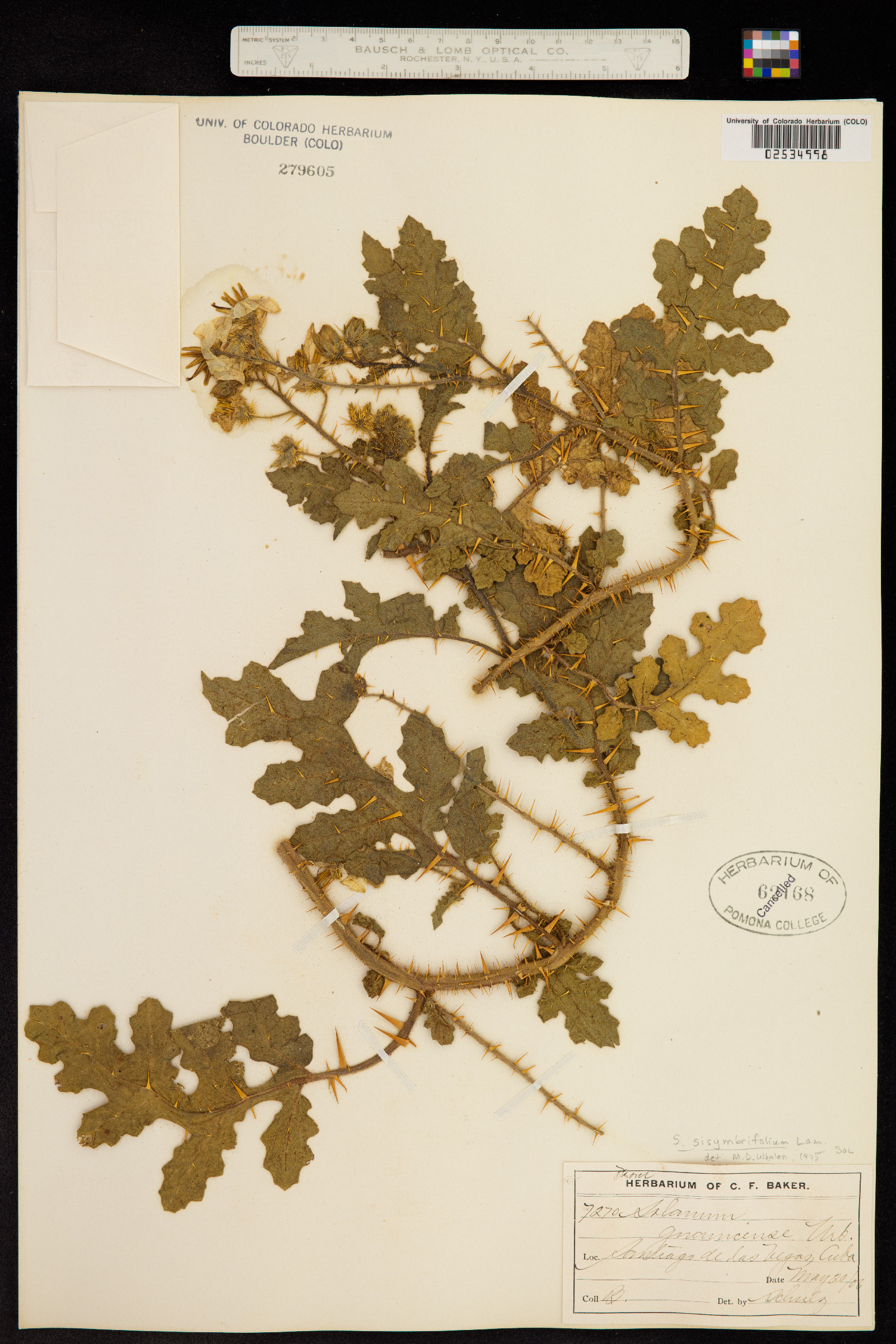 Solanum image