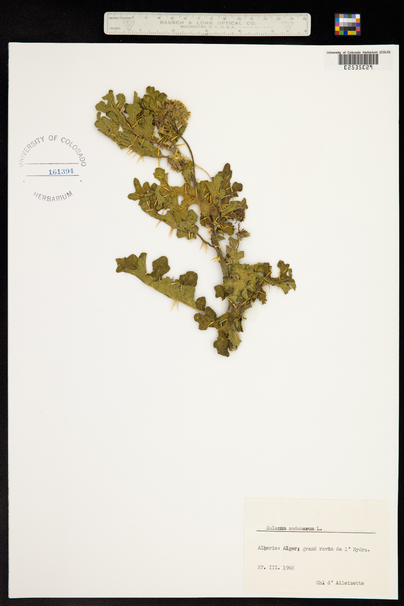 Solanum americanum image