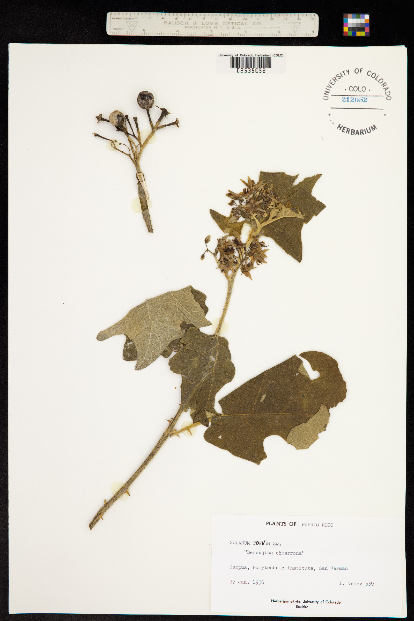 Solanum torvum image