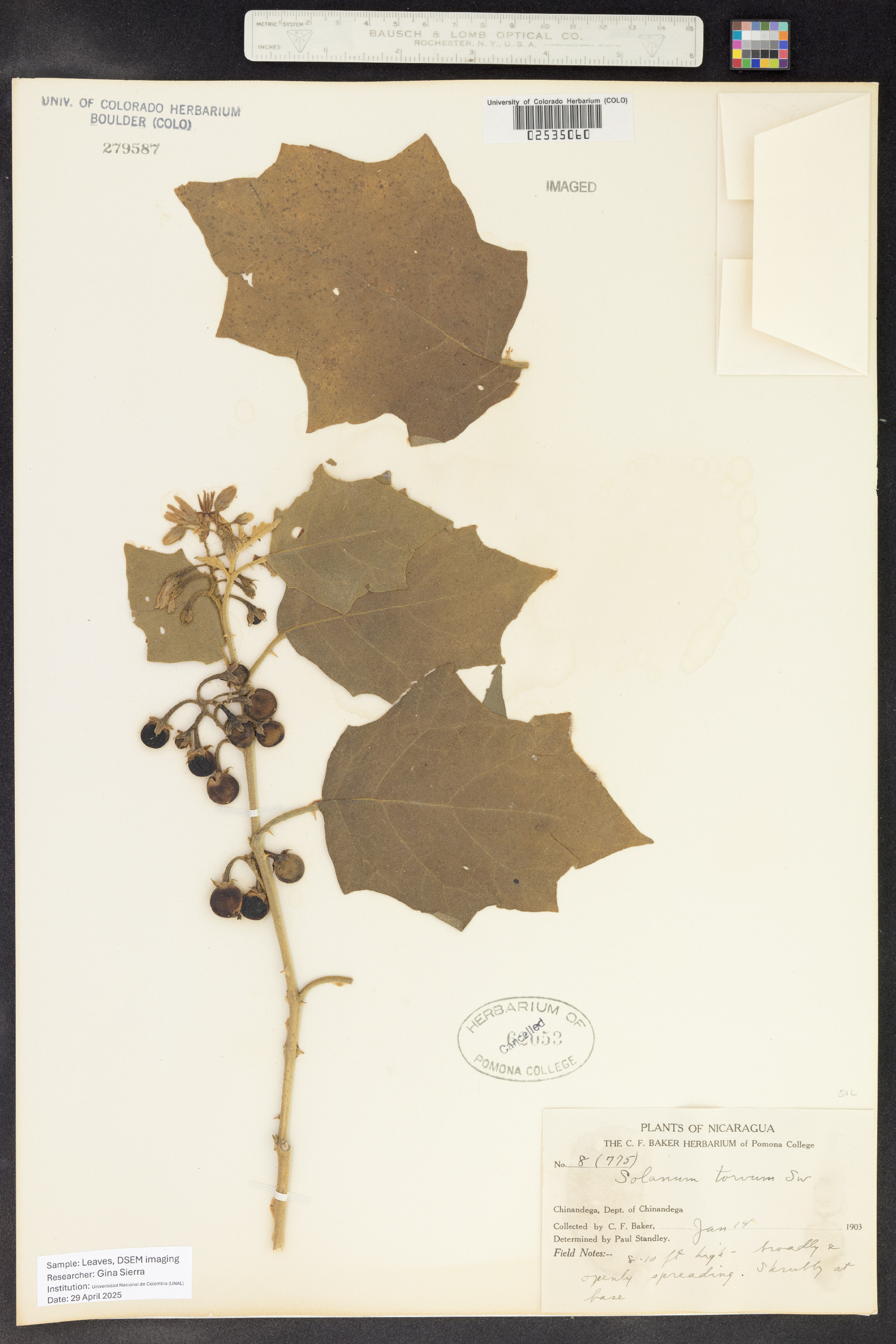 Solanum torvum image