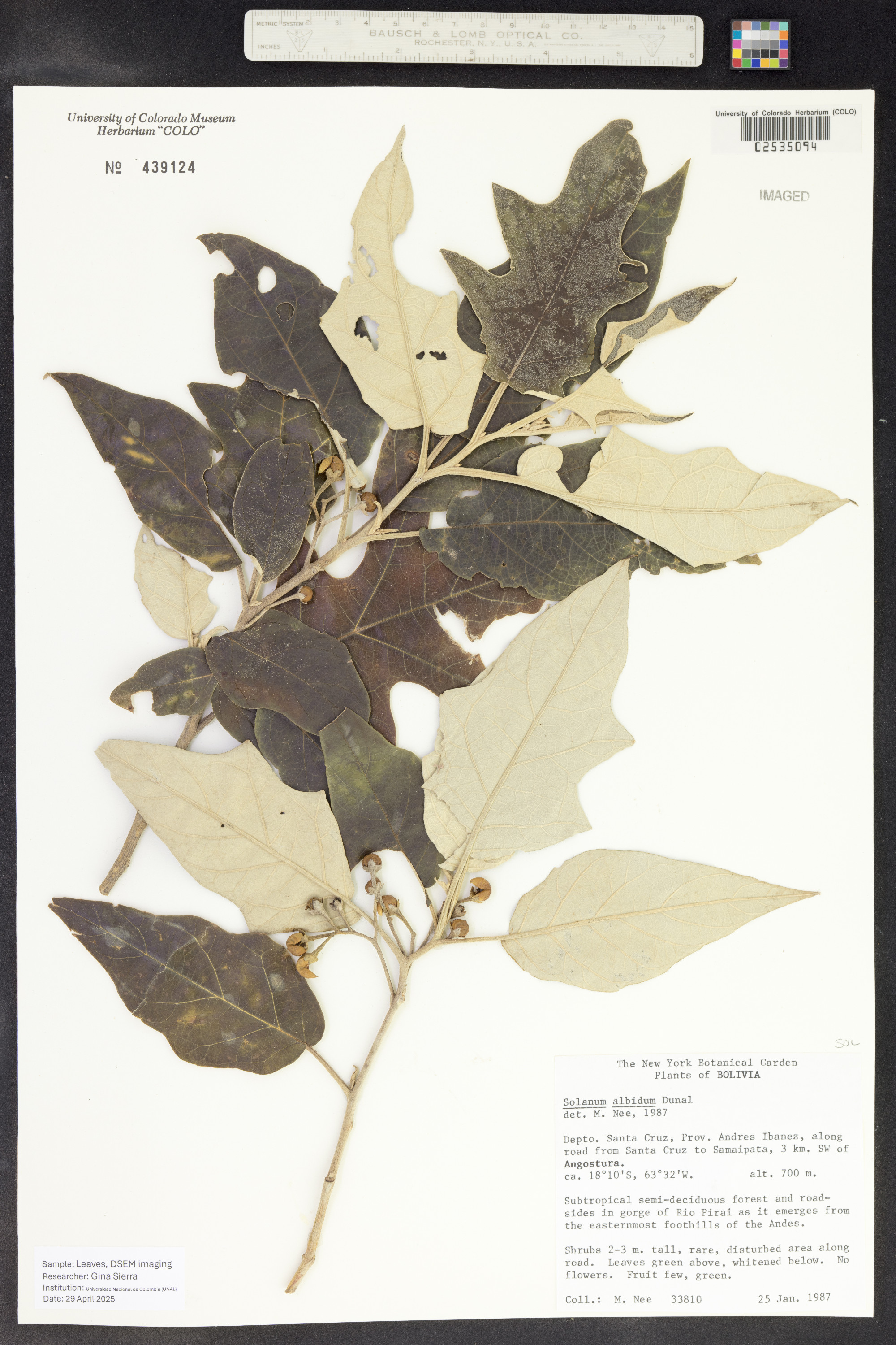 Solanum albidum image