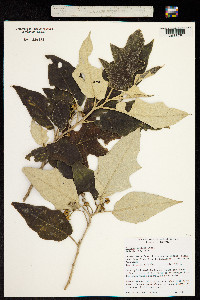 Image of Solanum albidum