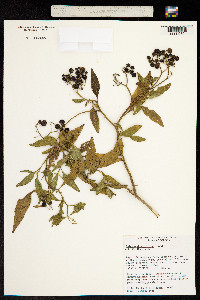 Image of Solanum aloysiifolium