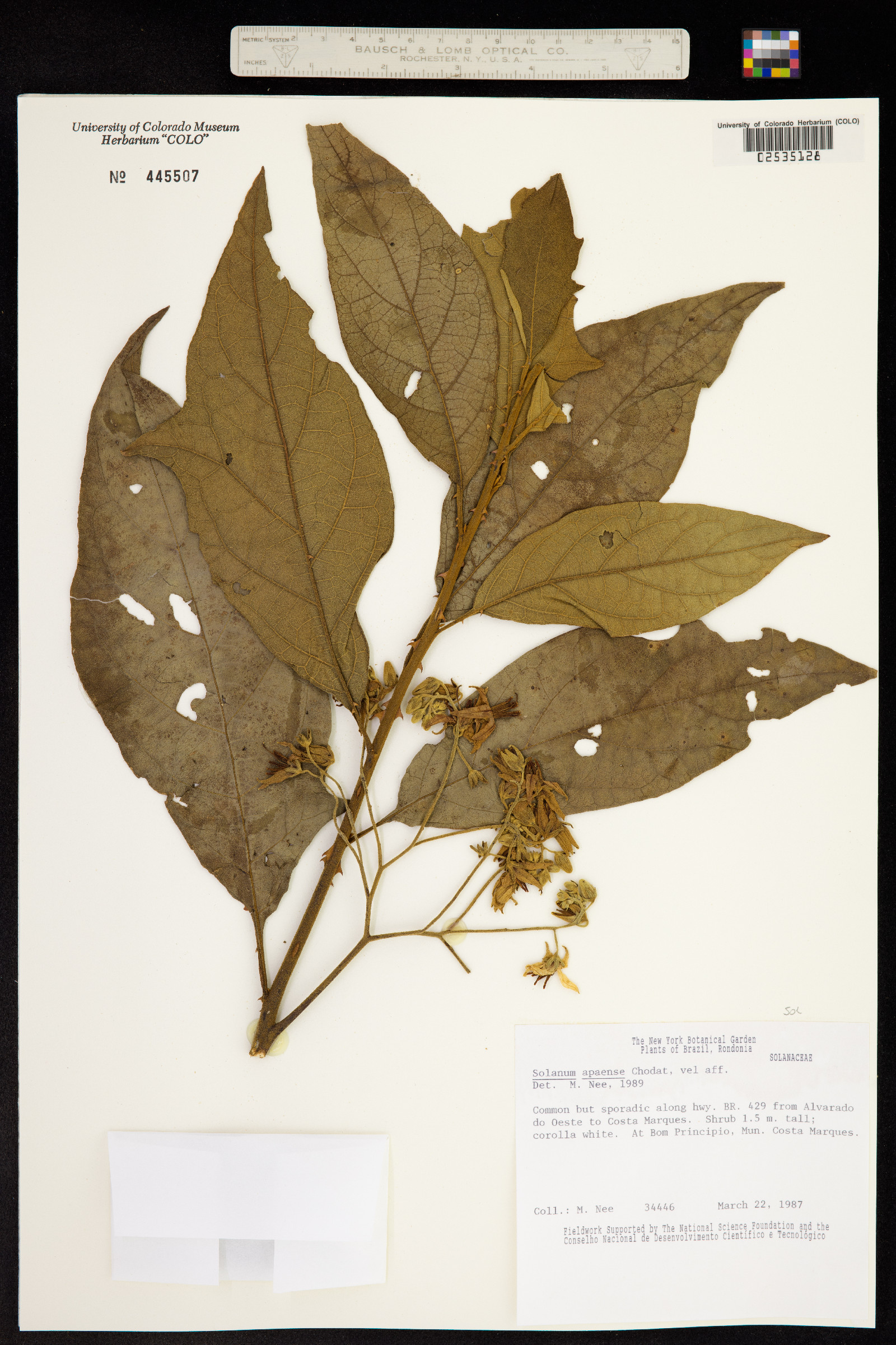 Solanum rhytidoandrum image