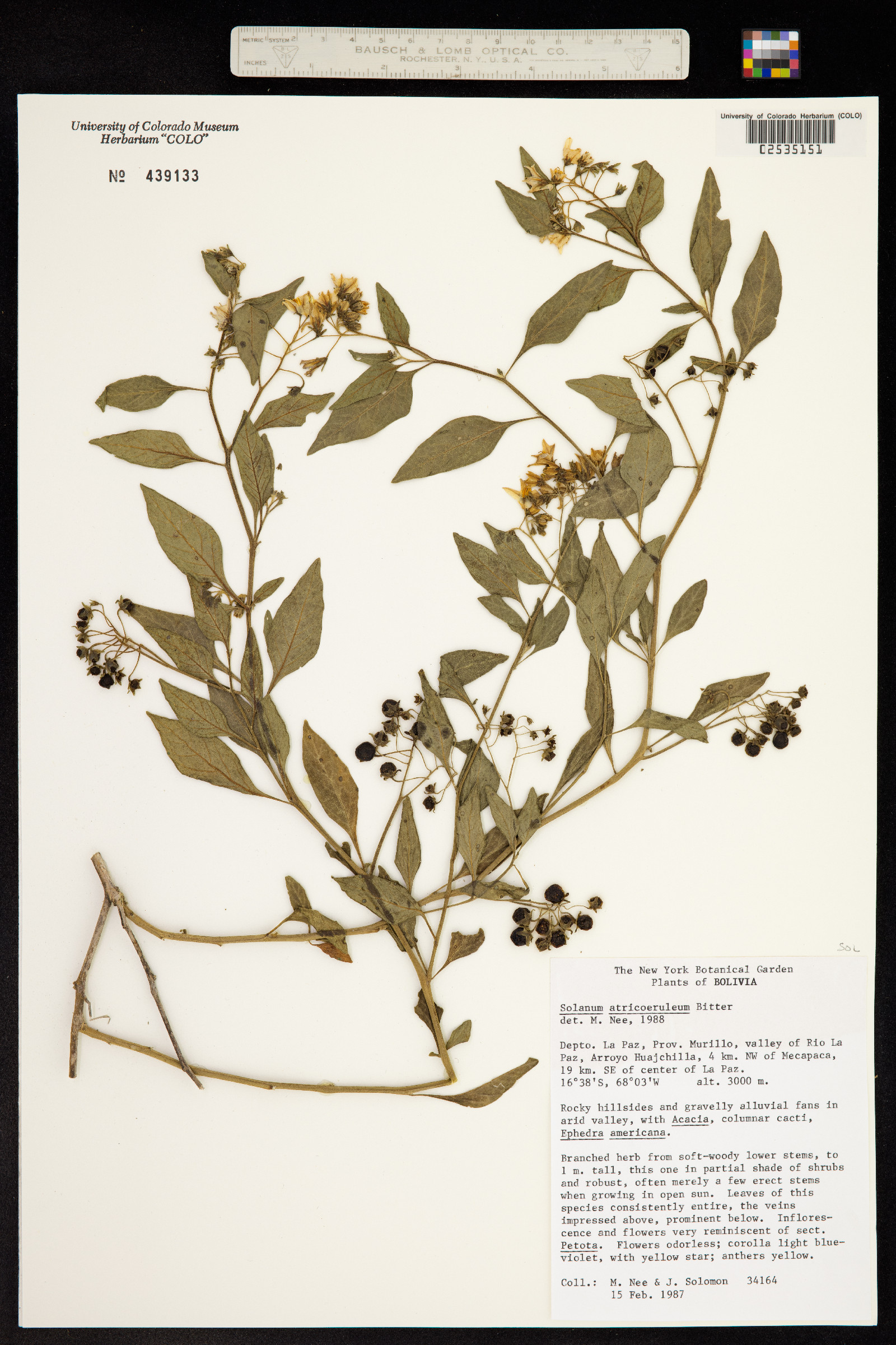 Solanum gonocladum image