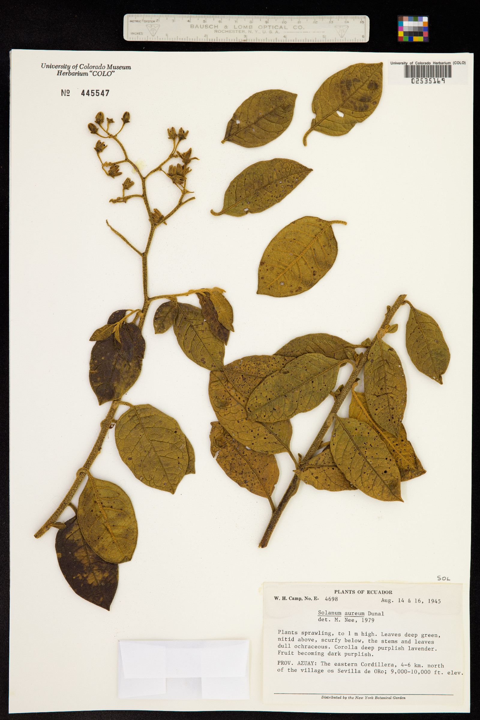 Solanum aureum image