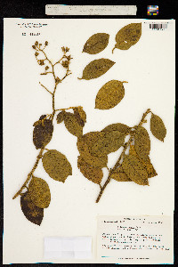 Solanum aureum image