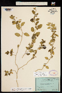Image of Solanum brevifolium