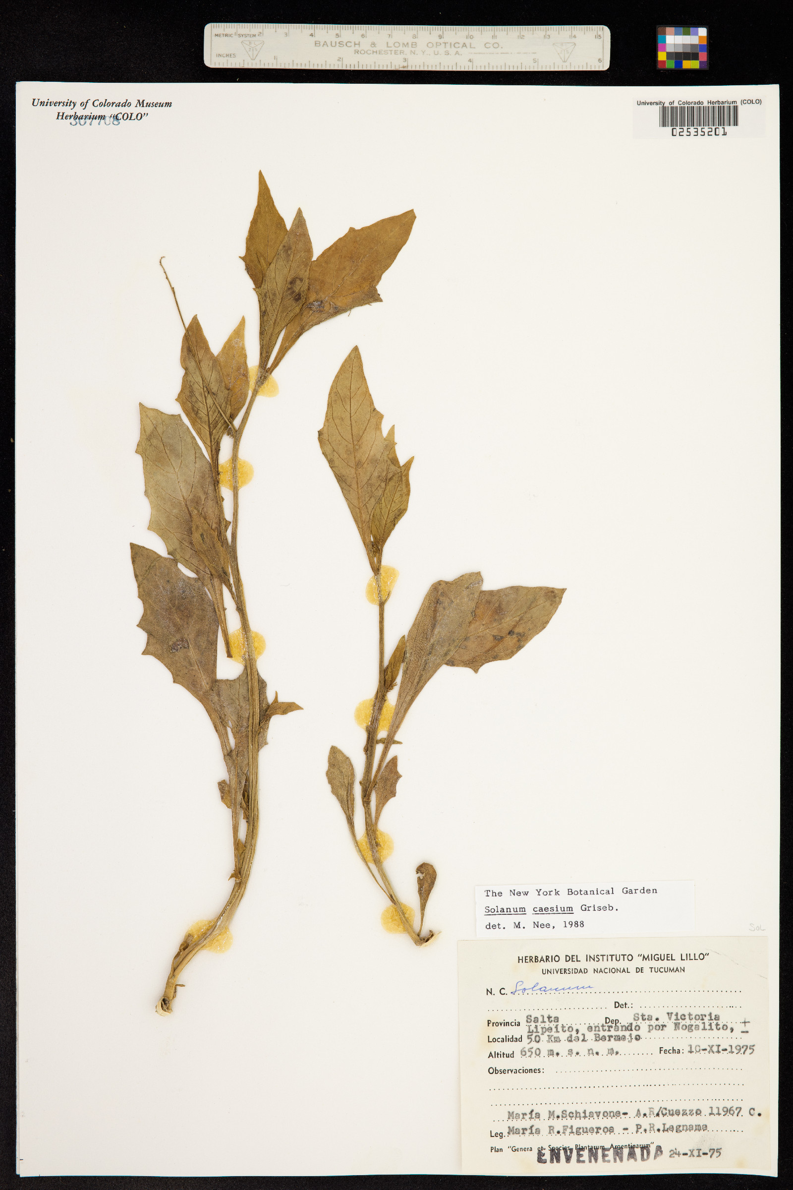Solanum caesium image