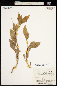 Image of Solanum caesium