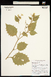 Solanum caesium image