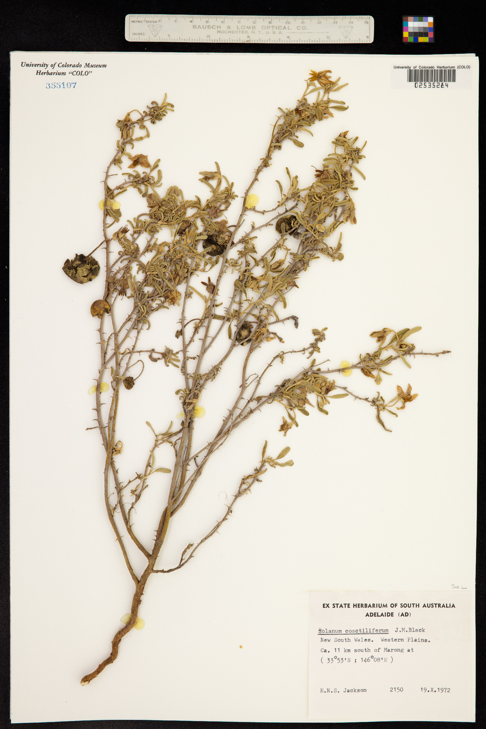 Solanum coactiliferum image